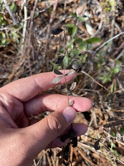 Baptisia calycosa, photographed by Brandon Corder