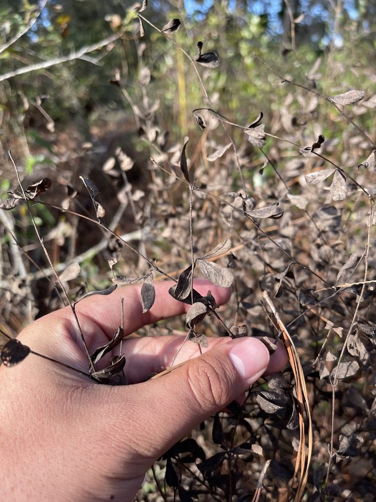 Baptisia calycosa, photographed by Brandon Corder