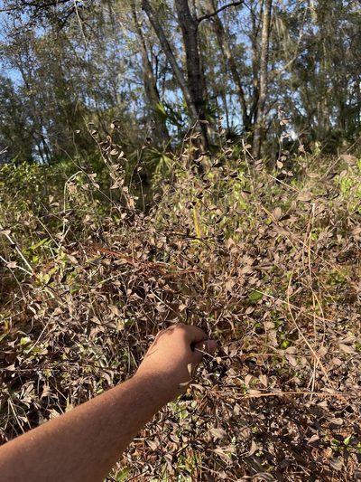 Baptisia calycosa, photographed by Brandon Corder