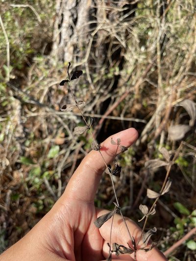 Baptisia calycosa, photographed by Brandon Corder