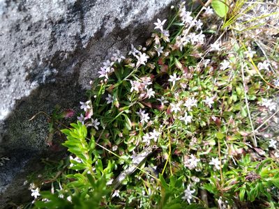 Lobelia filicaulis, photographed by De Waal Hugo