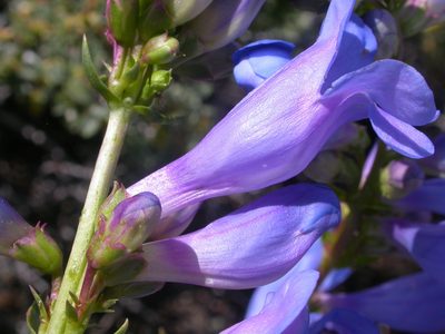 Penstemon cyaneus, photographed by Matt Lavin