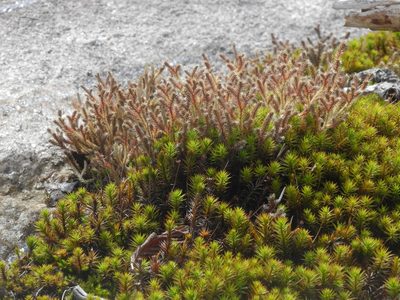 Selaginella tortipila, photographed by Michael J. Papay