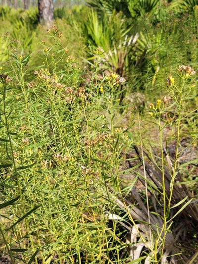 Euthamia weakleyi, photographed by Jay Horn