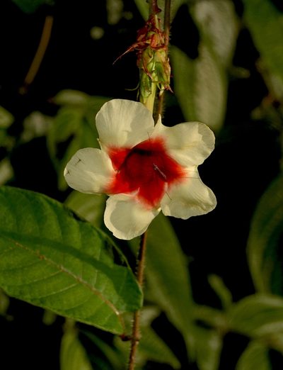 Mandevilla hirsuta, photographed by desertnaturalist