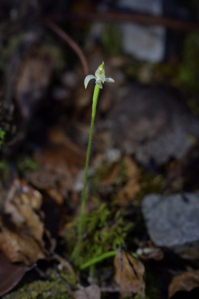 Caladenia nothofageti, photographed by Christopher Stephens