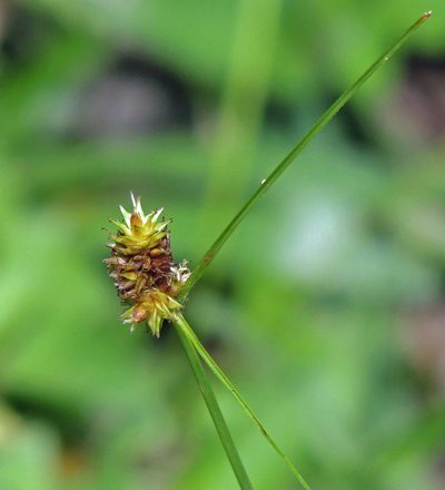 Carex uruguensis, photographed by Hugo Hulsberg