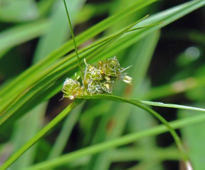 Carex uruguensis, photographed by Hugo Hulsberg