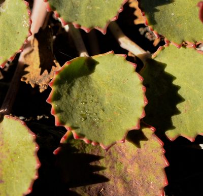 Pozoa volcanica, photographed by Nicolás Villaseca Merino