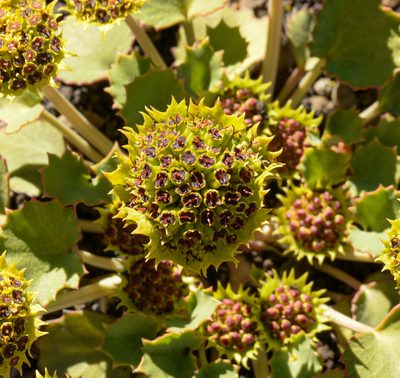 Pozoa volcanica, photographed by Nicolás Villaseca Merino