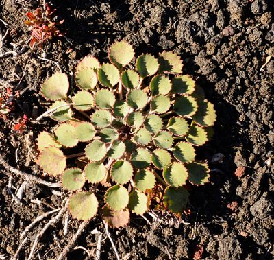 Pozoa volcanica, photographed by Nicolás Villaseca Merino