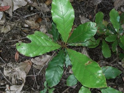 Beilschmiedia tarairi, photographed by naturewatchwidow