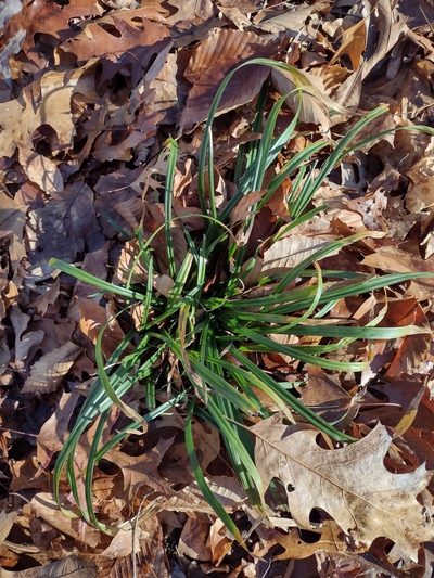 Carex laxiculmis, photographed by Joanna Klukowska