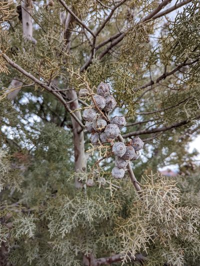 Hesperocyparis glabra, photographed by Alexandre Passos