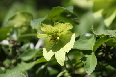 Dalechampia capensis, photographed by Tony Rebelo