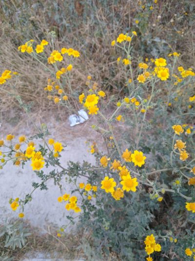 Zaluzania triloba, photographed by Jordi Martínez Martínez