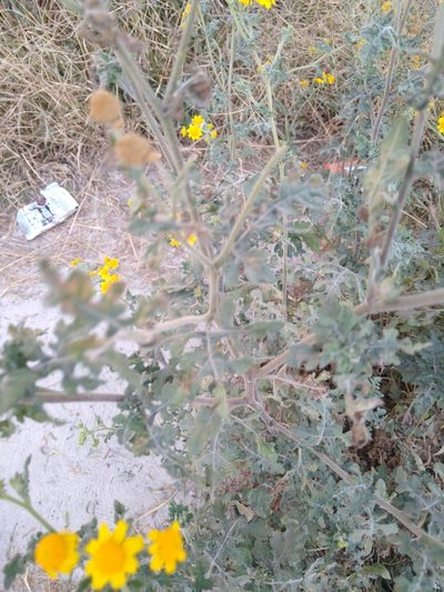 Zaluzania triloba, photographed by Jordi Martínez Martínez