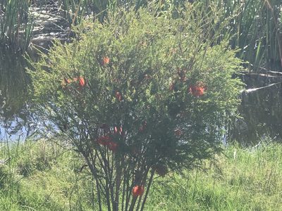 Melaleuca lateritia, photographed by Ann Bentley