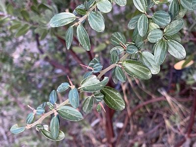 Ceanothus fendleri, photographed by Robbie Hannawacker