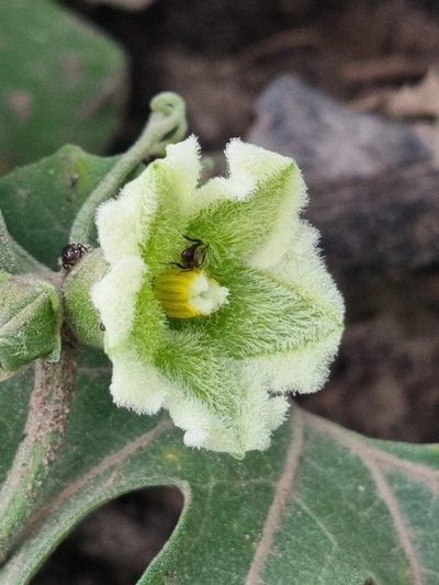 Cayaponia bonariensis, photographed by Sol Quipildor