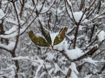 Myrica pensylvanica, photographed by Zac Peterson