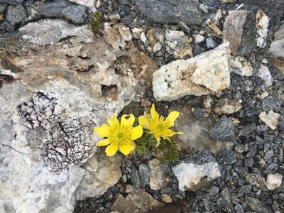 Ranunculus sericophyllus, photographed by Ian Dickie