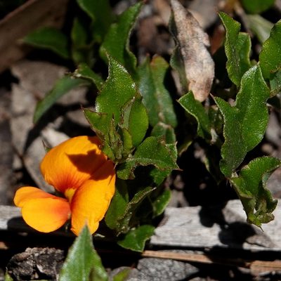 Podolobium procumbens, photographed by Max Campbell