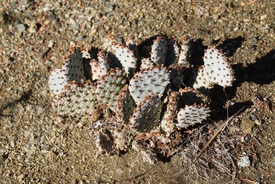Opuntia basilaris, photographed by Kimball Garrett