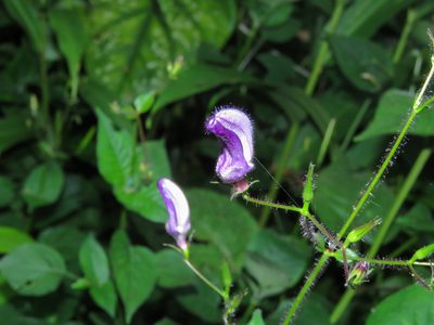 Brillantaisia lamium, photographed by Diogo Luiz
