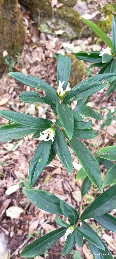 Daphne papyracea, photographed by Ramnarayan K