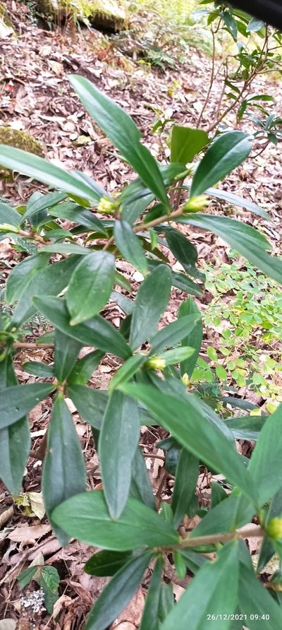 Daphne papyracea, photographed by Ramnarayan K