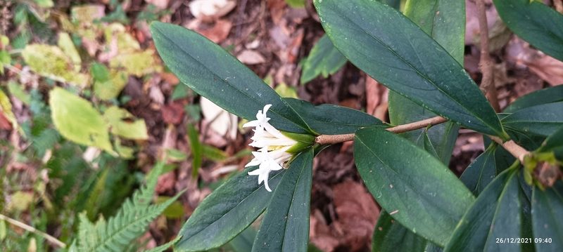 Daphne papyracea, photographed by Ramnarayan K