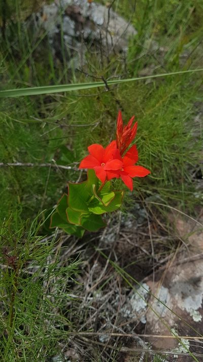 Mandevilla coccinea, photographed by ANDRÉS GONZÁLEZ