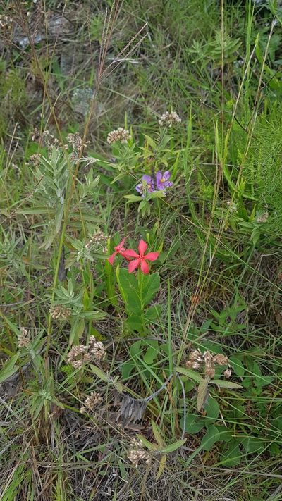 Mandevilla coccinea, photographed by ANDRÉS GONZÁLEZ