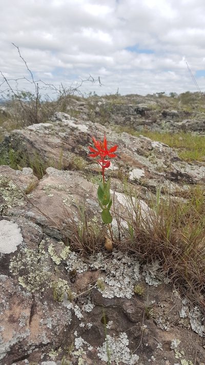 Mandevilla coccinea, photographed by ANDRÉS GONZÁLEZ