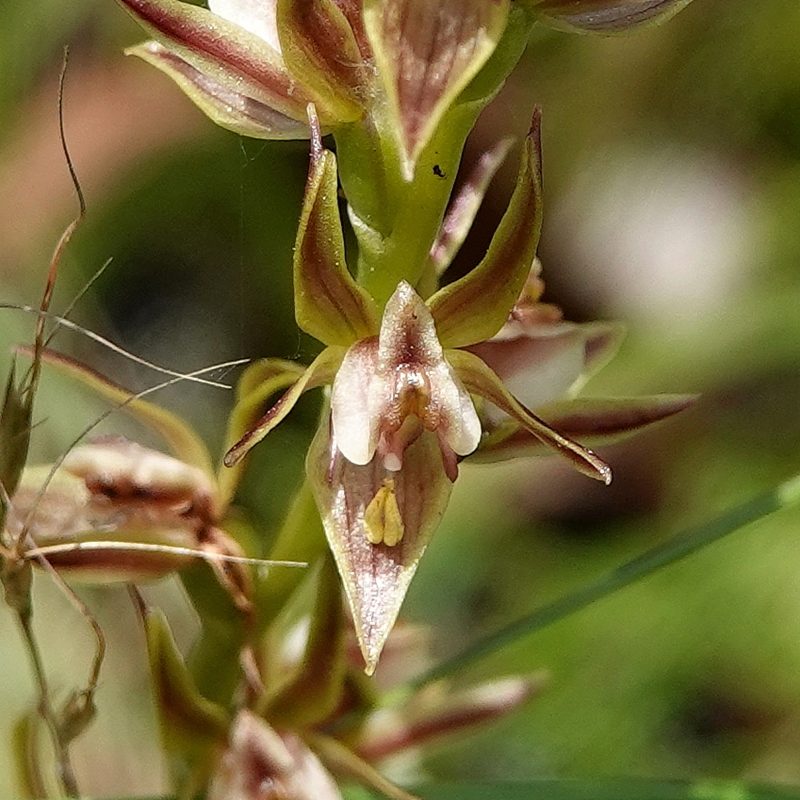 Prasophyllum canaliculatum, photographed by Max Campbell