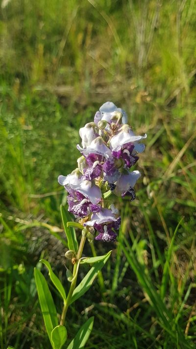 Angelonia integerrima, photographed by ANDRÉS GONZÁLEZ