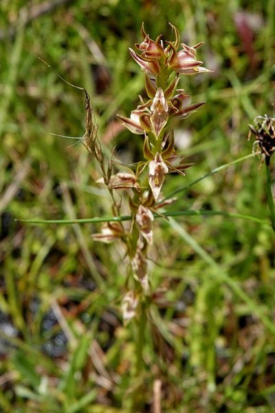 Prasophyllum canaliculatum, photographed by Max Campbell