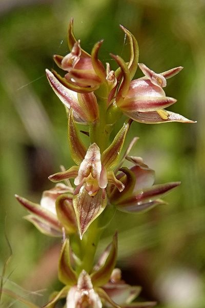 Prasophyllum canaliculatum, photographed by Max Campbell