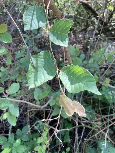 Ruprechtia apetala, photographed by Facundo Chieffo