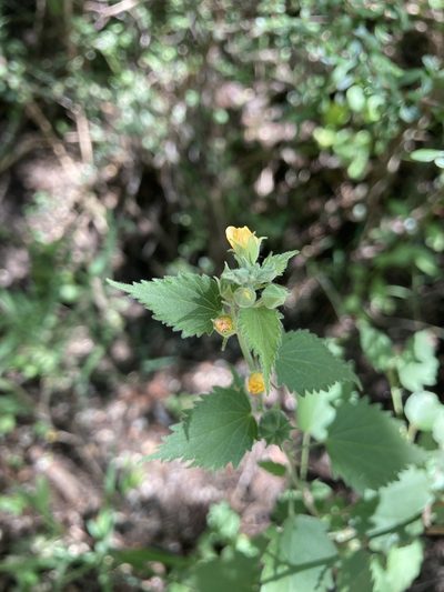 Pseudabutilon virgatum, photographed by Facundo Chieffo