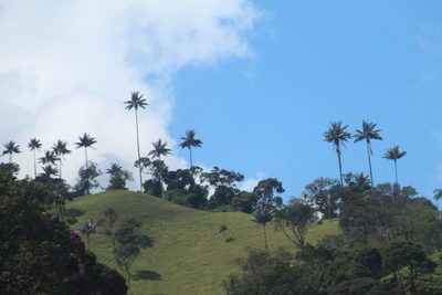 Ceroxylon quindiuense, photographed by Andrés Ramírez-Barrera