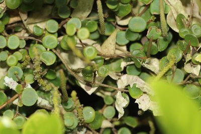 Peperomia rotundifolia, photographed by Andrés Ramírez-Barrera