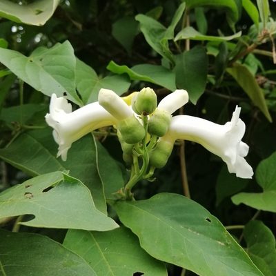 Amphilophium crucigerum, photographed by Kozue Kawakami