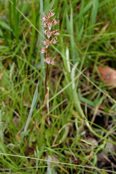 Prasophyllum canaliculatum, photographed by Max Campbell