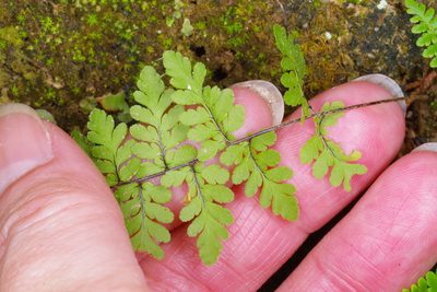 Myriopteris alabamensis, photographed by Michelle W. （鍾偉瑋）