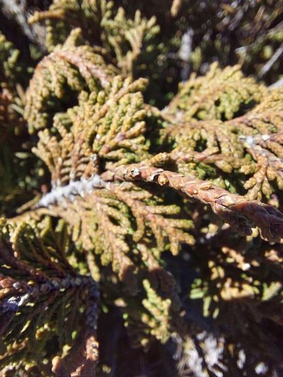 Juniperus monticola, photographed by Jalil R.