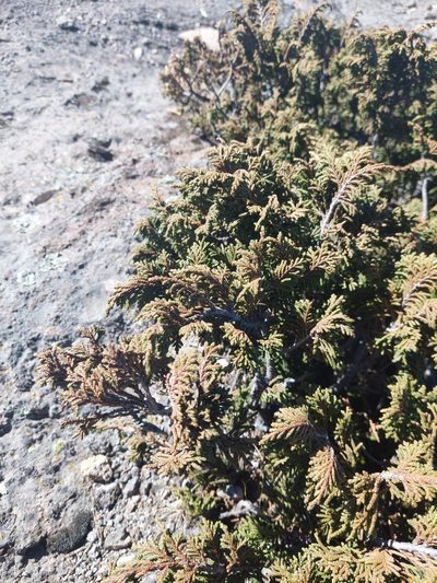Juniperus monticola, photographed by Jalil R.