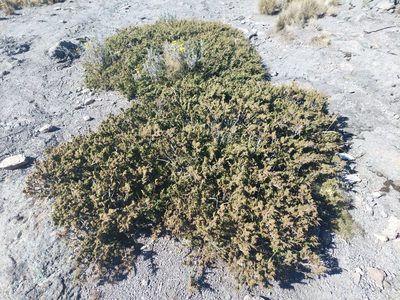 Juniperus monticola, photographed by Jalil R.