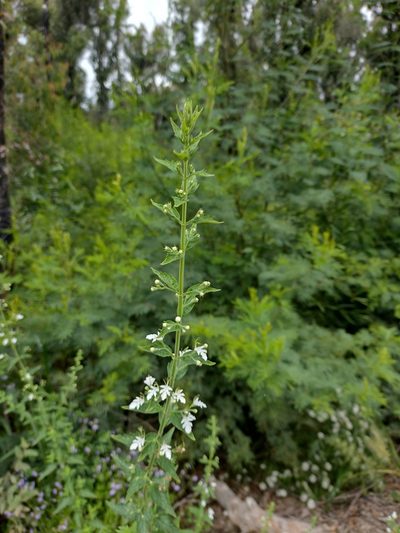 Teucrium corymbosum, photographed by Tricia Kaye
